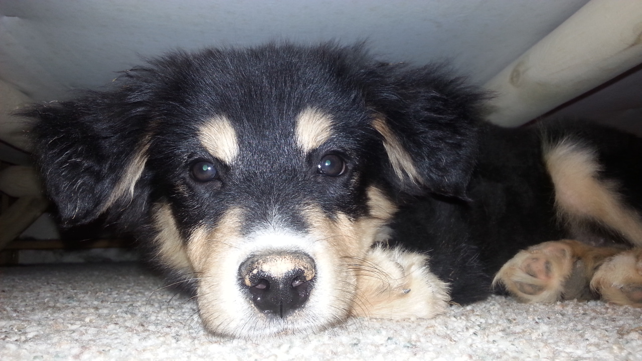 Rocky - February 2015